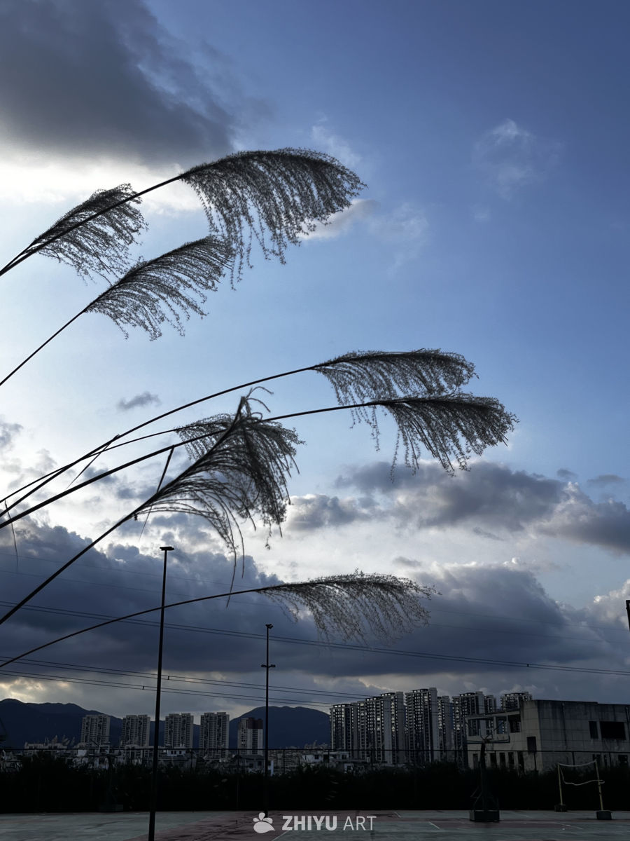 芦苇与城市的黄昏
