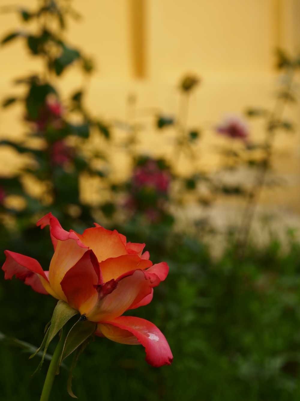 玫瑰花
