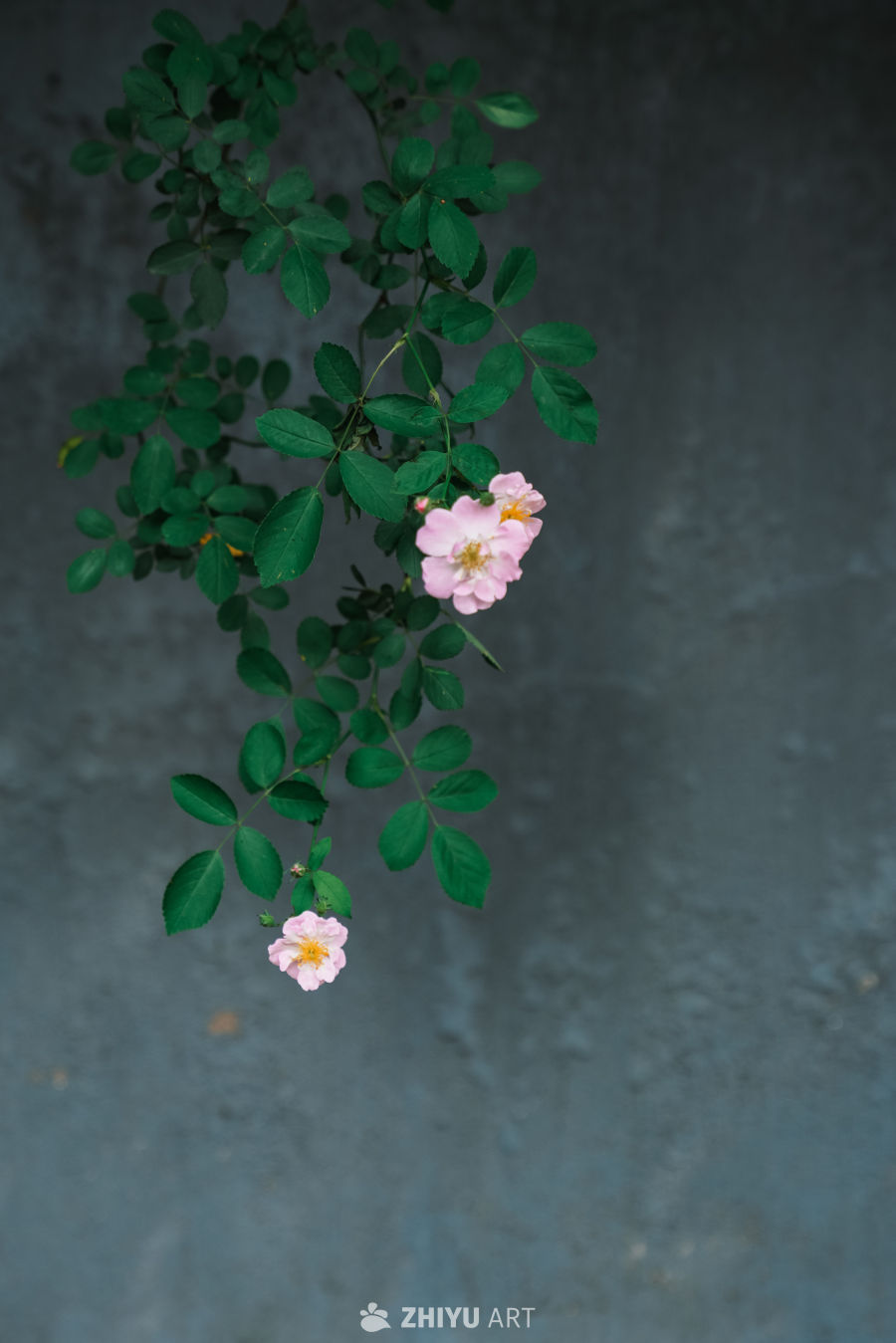 春末的蔷薇花 23