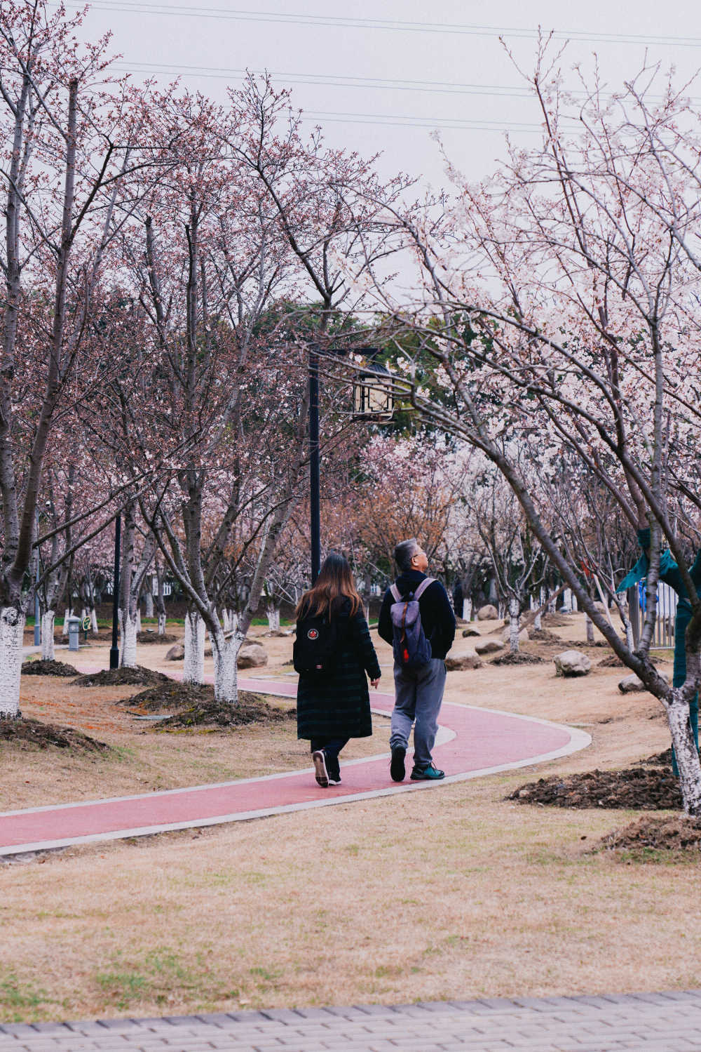 樱花季