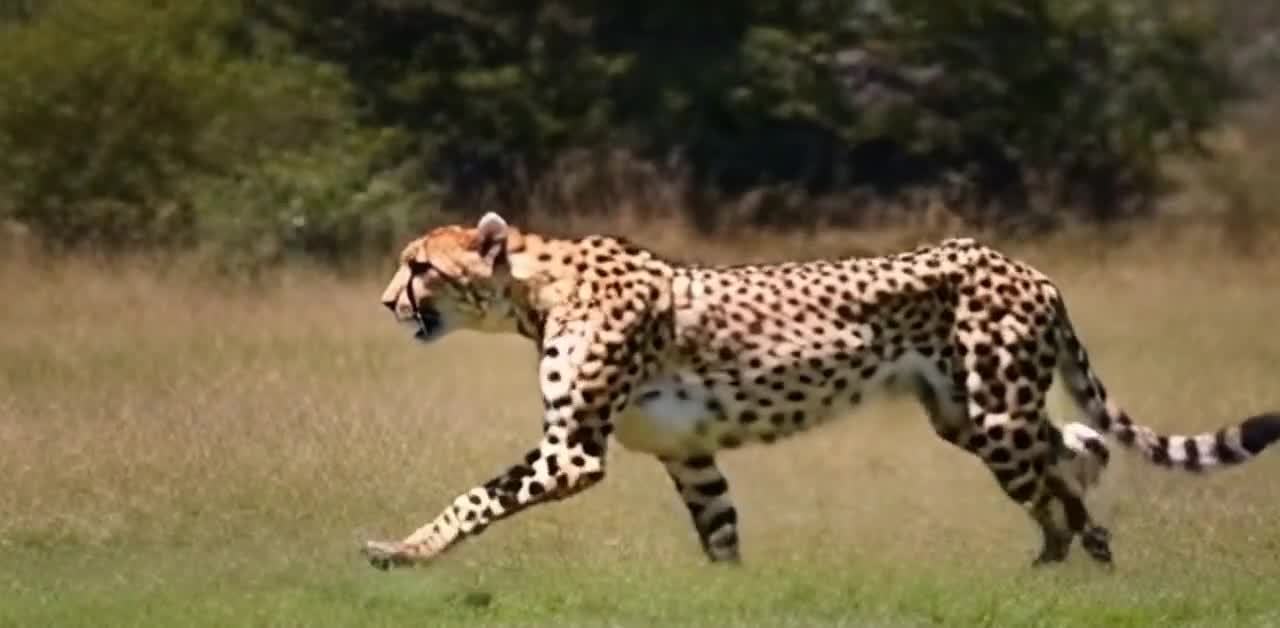 草地上行走的花纹猎豹