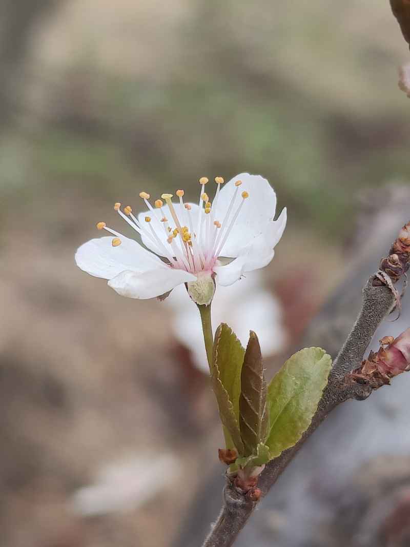 花卉