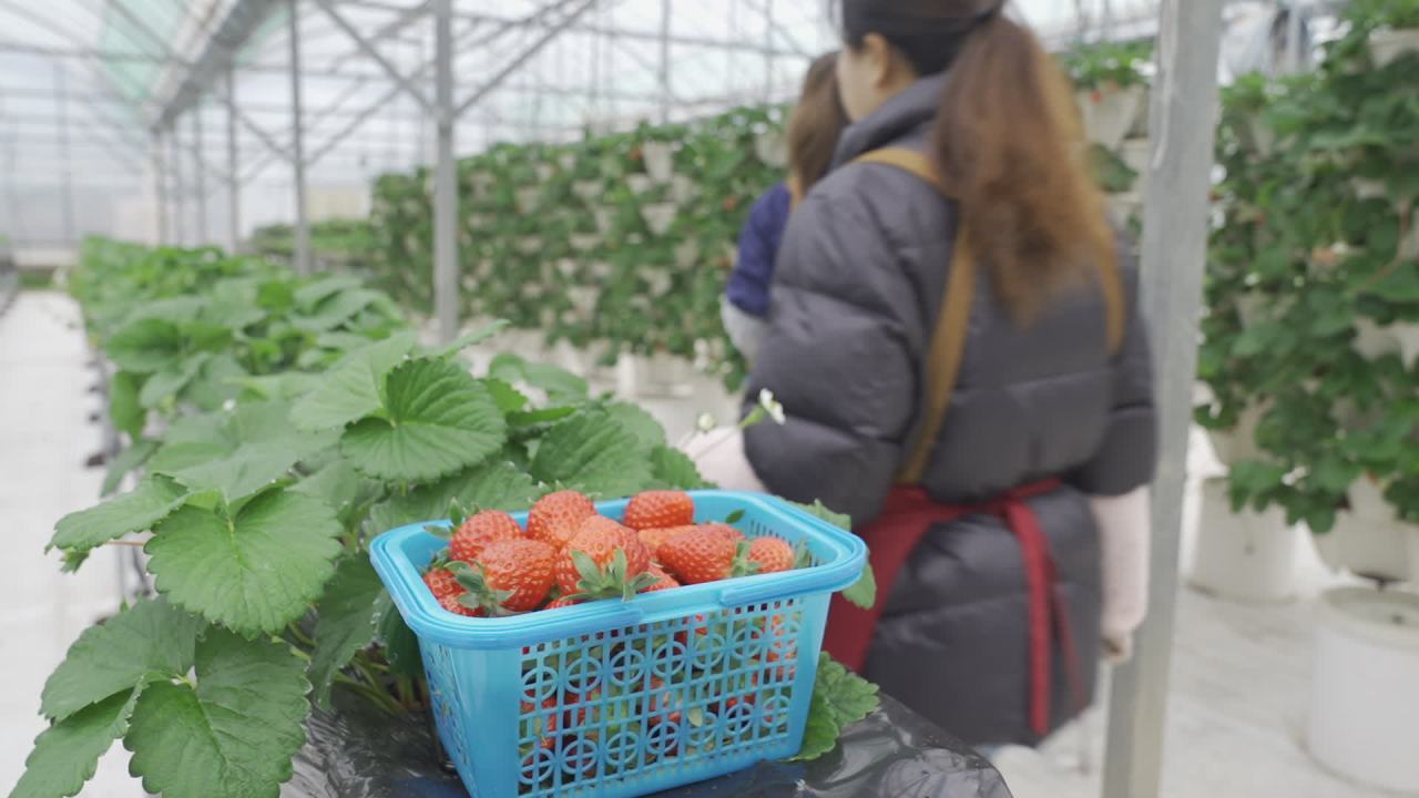 温室草莓 10