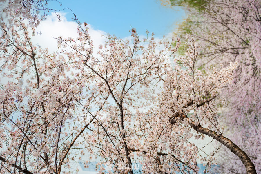 武汉西北湖公园樱花