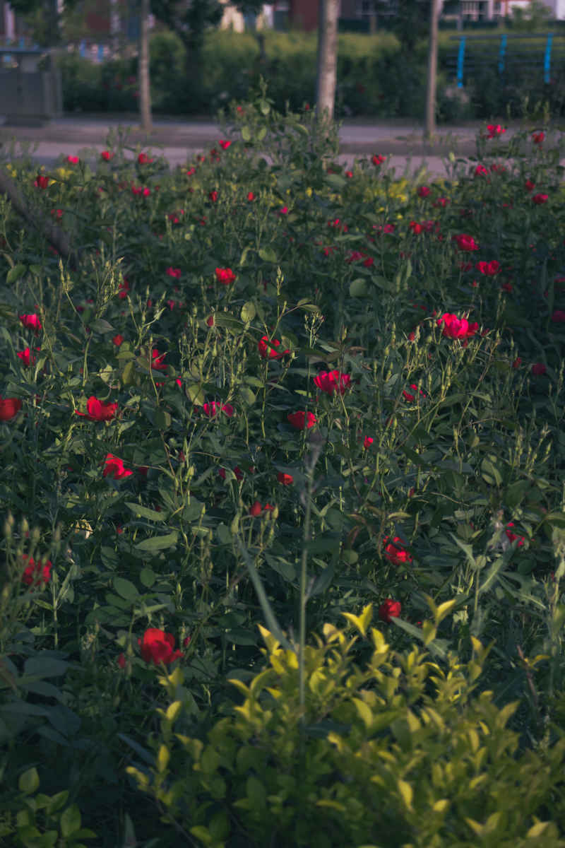 繁花绿野