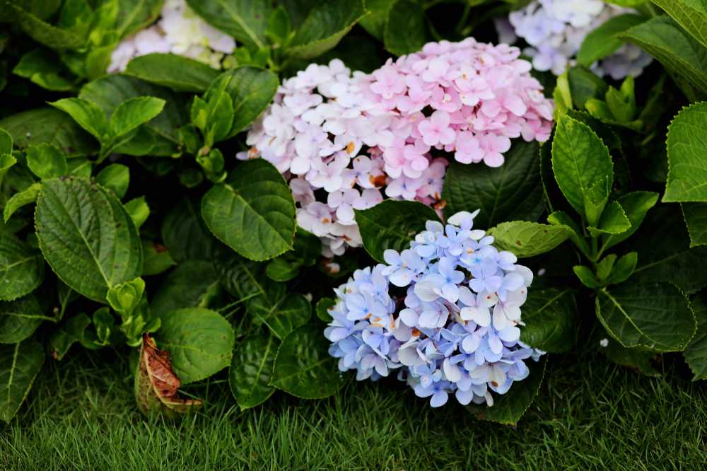 绣球花