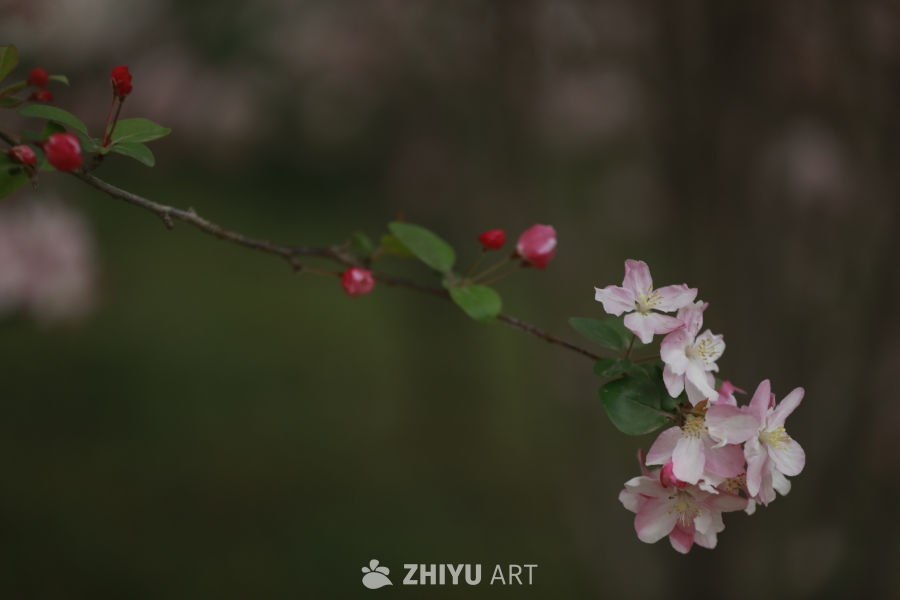 春日花枝
