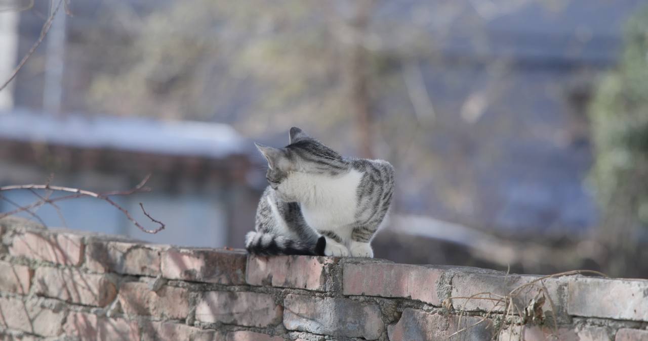 A_0004C439H251214_1025544Y_CANON