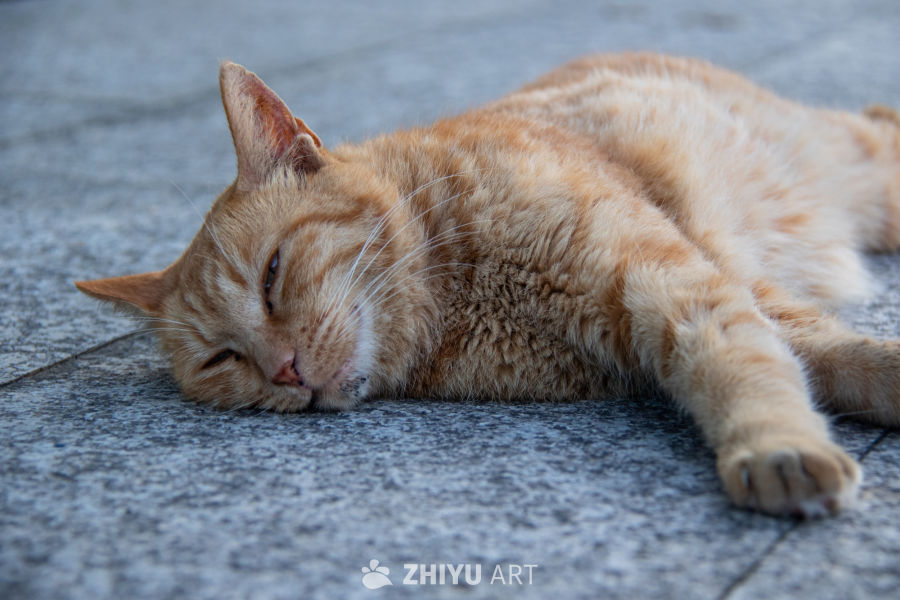 猫 6