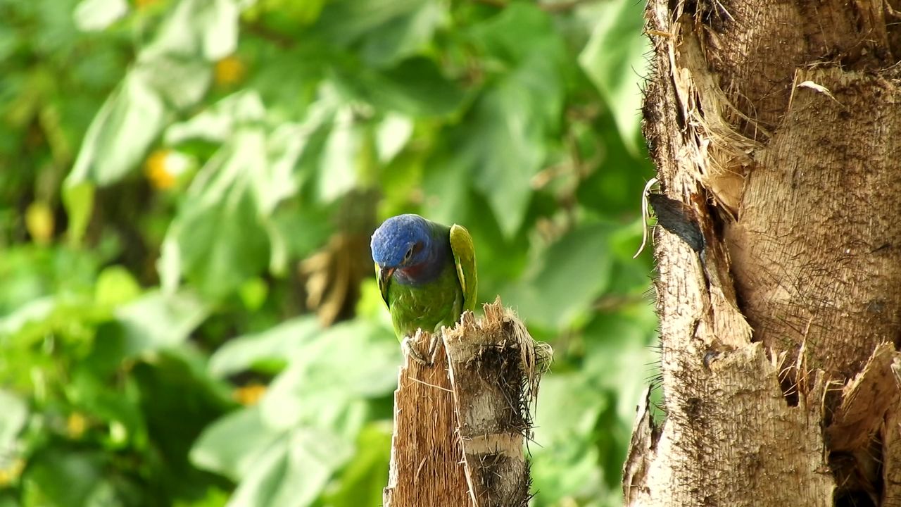 绿鹦鹉哥伦比亚