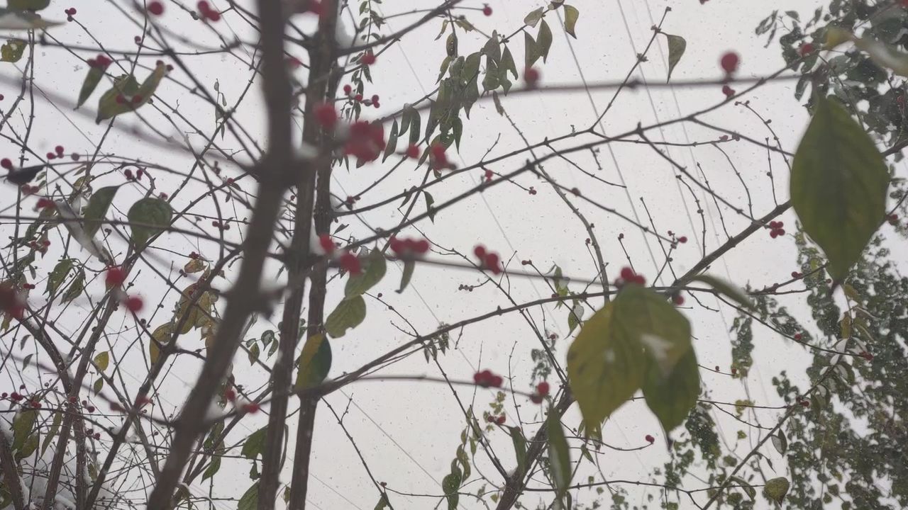 雪景