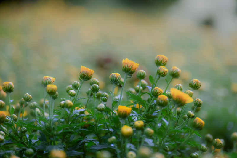  唯美意境初菊