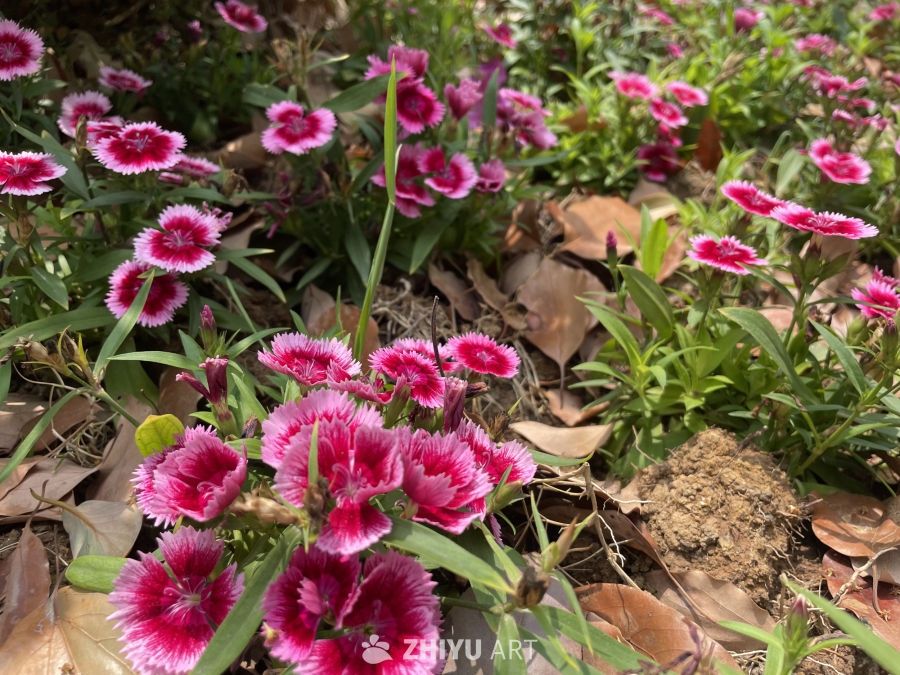 春季花卉 22