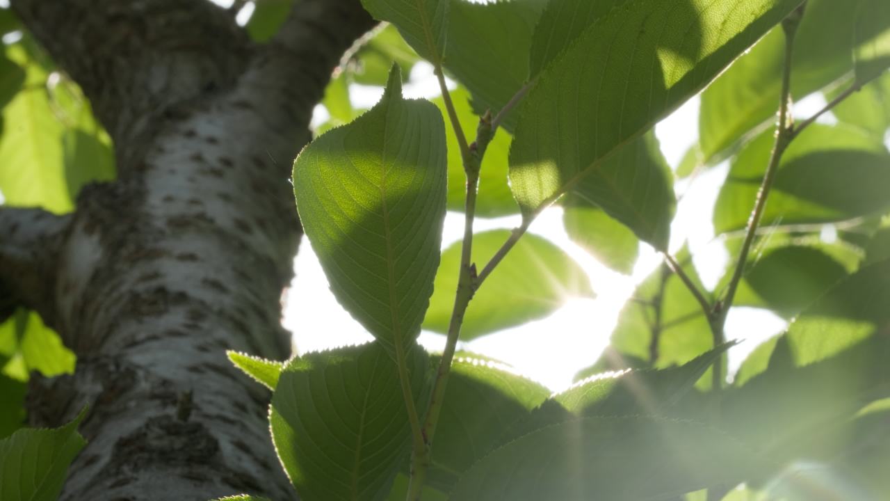 树木树叶阳光星芒逆光刺眼 6