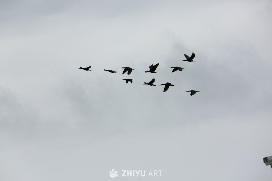 空中飞翔的鸟群
