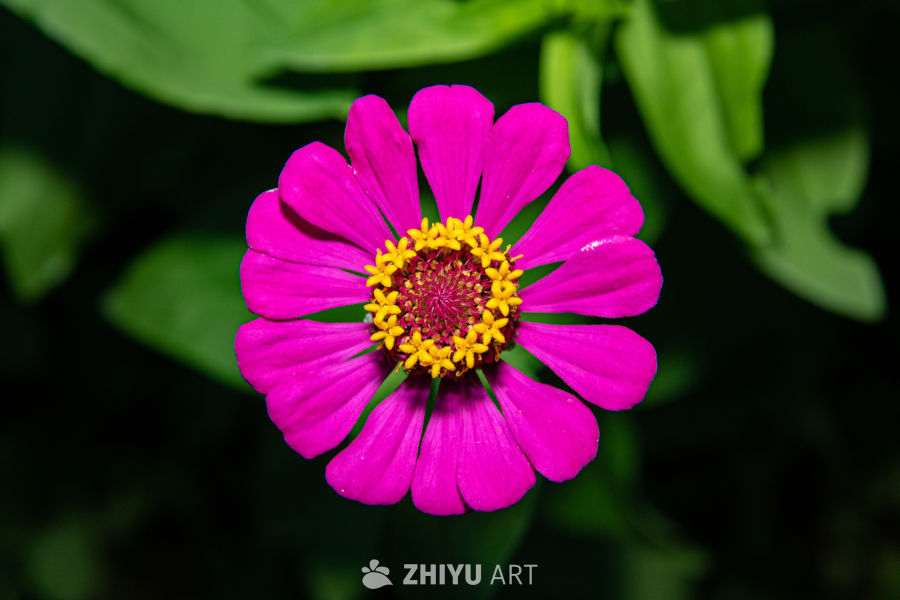中药材与药材花 61