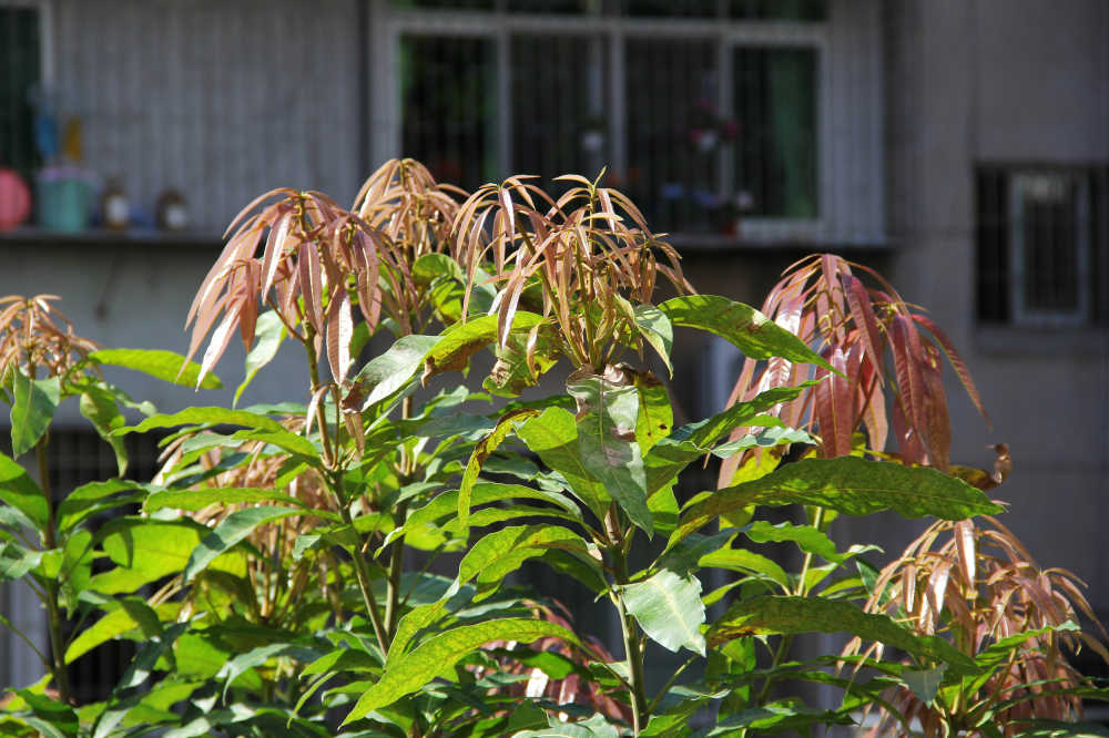 芒果树嫩叶