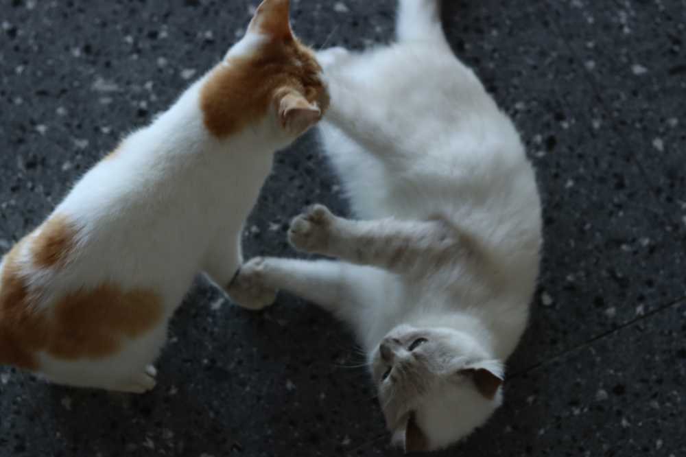 猫