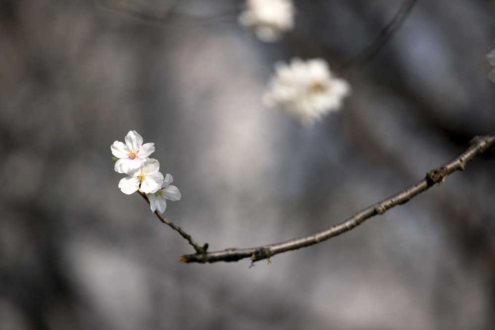 春日的樱花