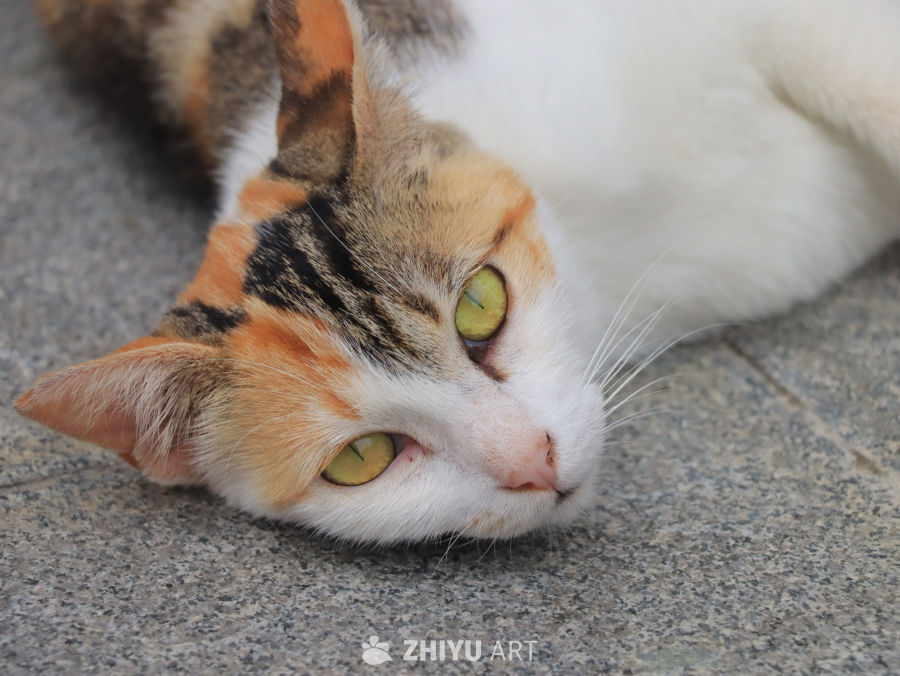 悠闲的三色猫