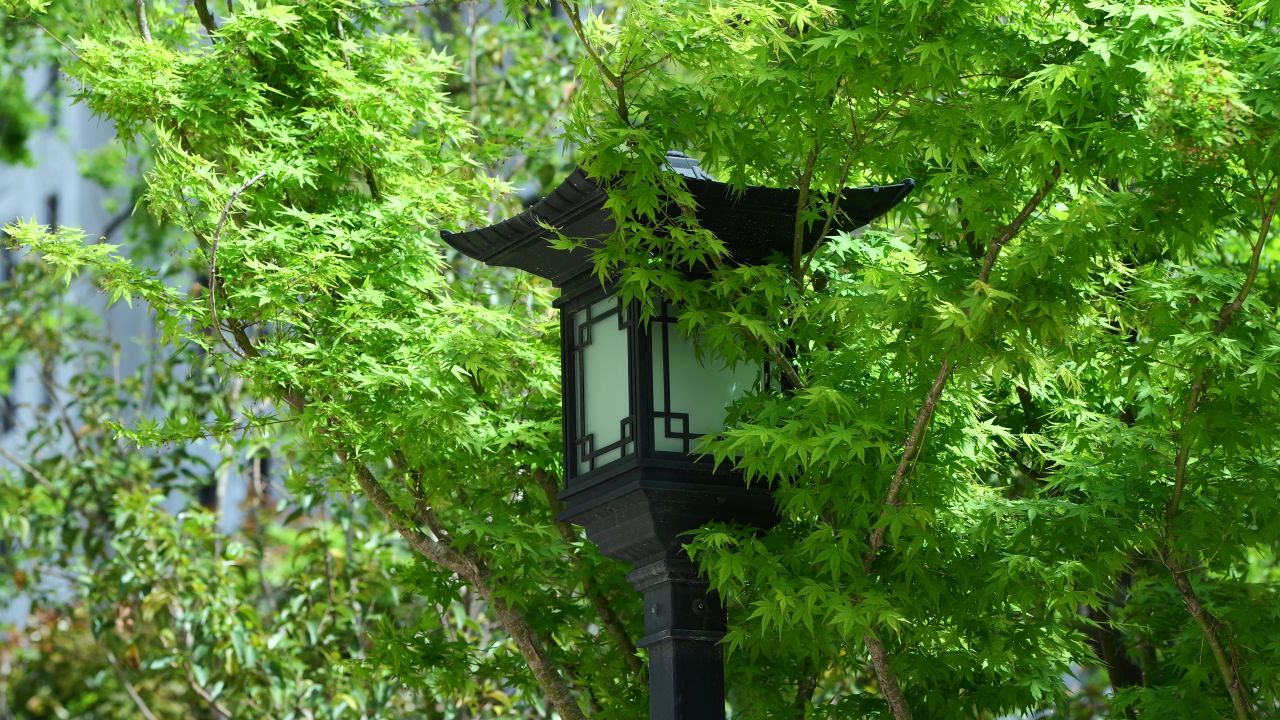 枫叶空镜头，小区春天空镜头 16