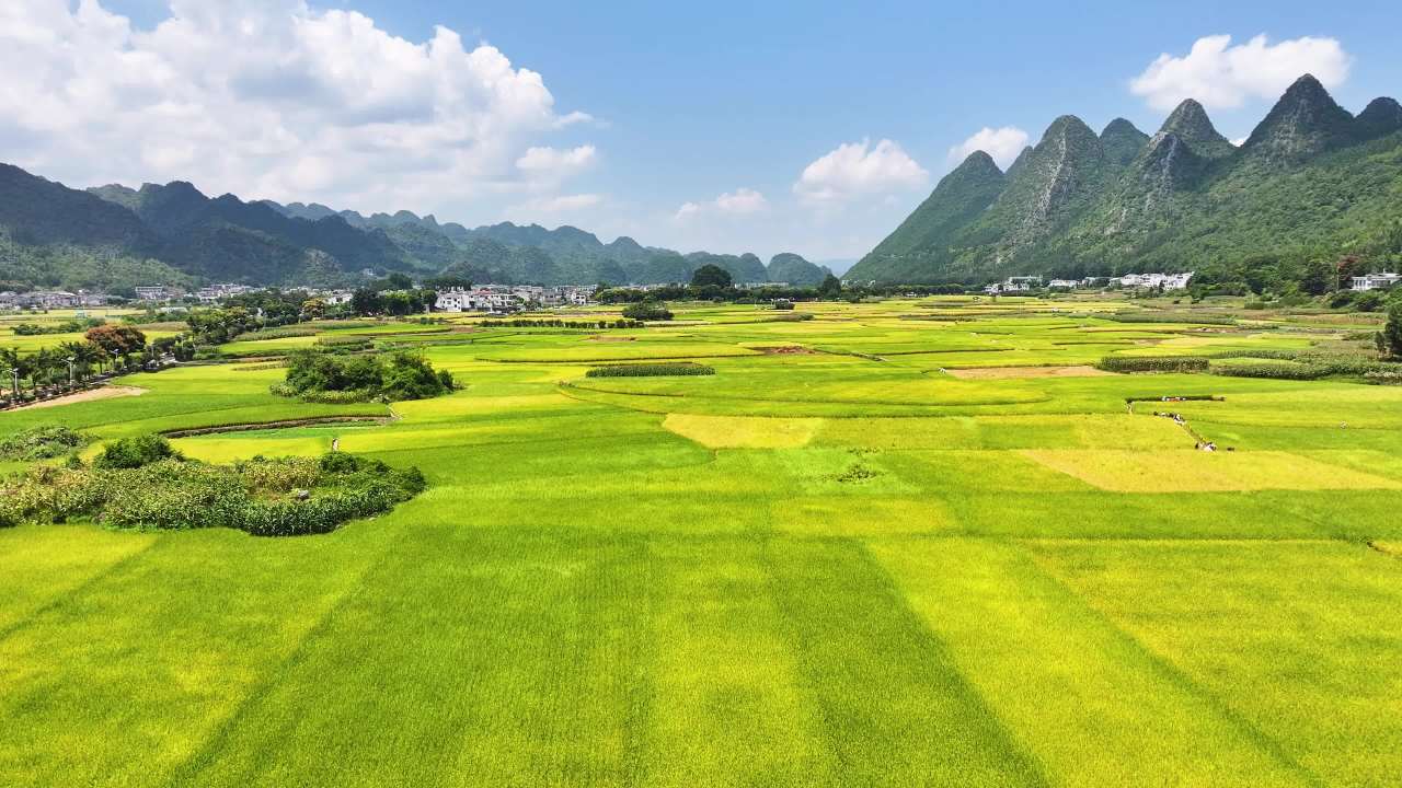 4k丰收田野 乡村振兴 金黄稻田丰收季节