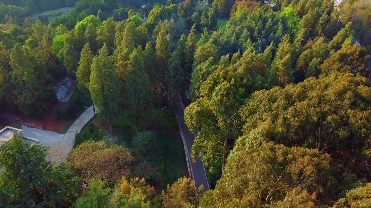 森林中的蜿蜒小路
