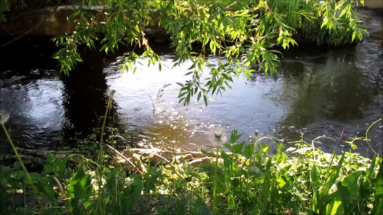 河水自然树草