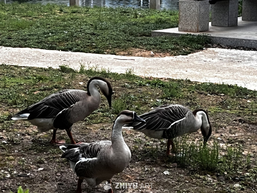 湖畔悠闲的鹅群