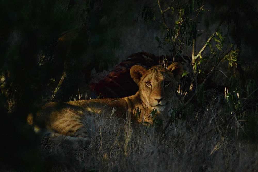 狮子非洲野生动物园