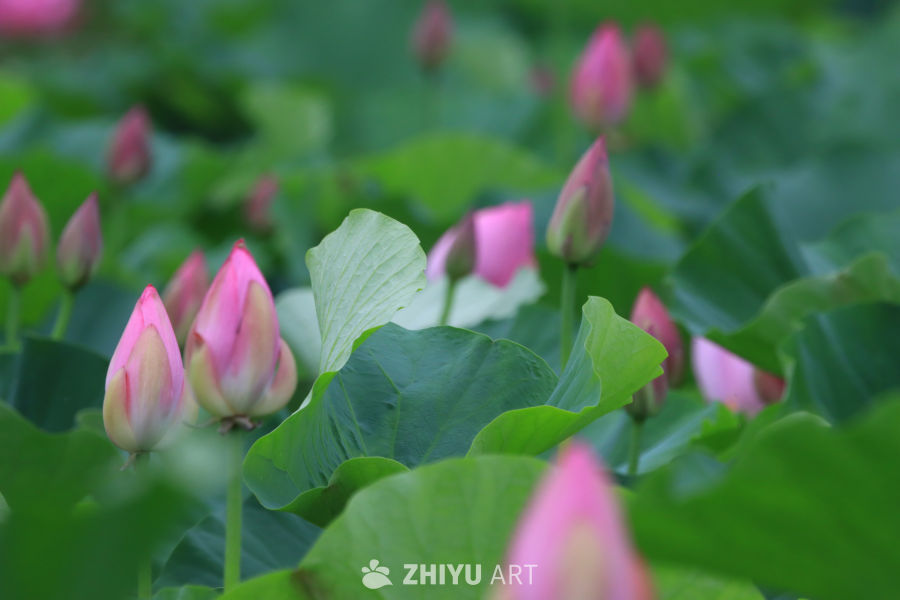 荷花 77