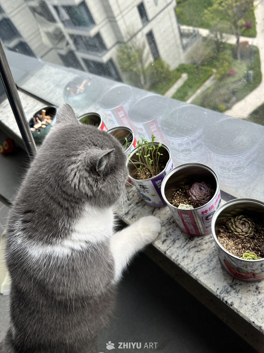 小猫的阳台
