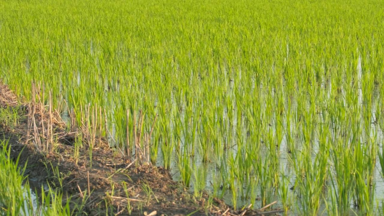 水稻五常大米田野粮食庄稼丰收 27