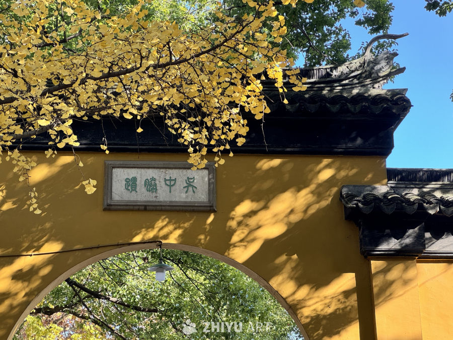 苏州 西园寺 猫咪 银杏叶 枫叶 鸽子 