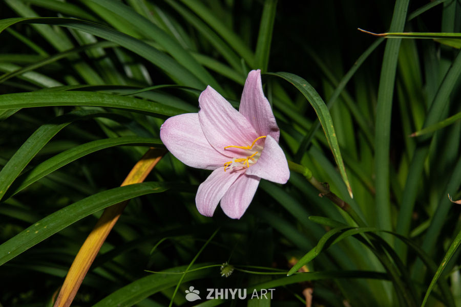 中药材与药材花 96