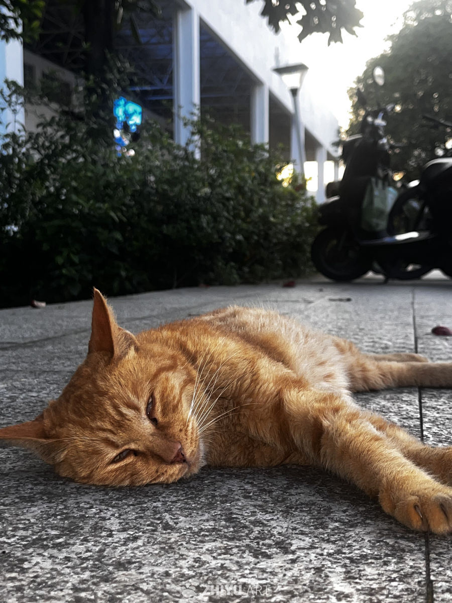 阳光下的橙猫小憩
