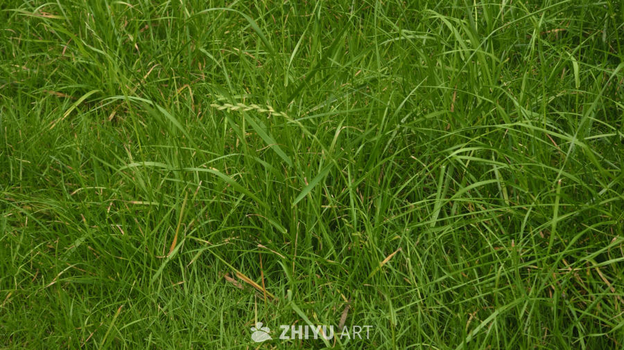 雨后的草丛