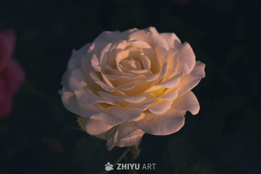 光影中的白玫瑰