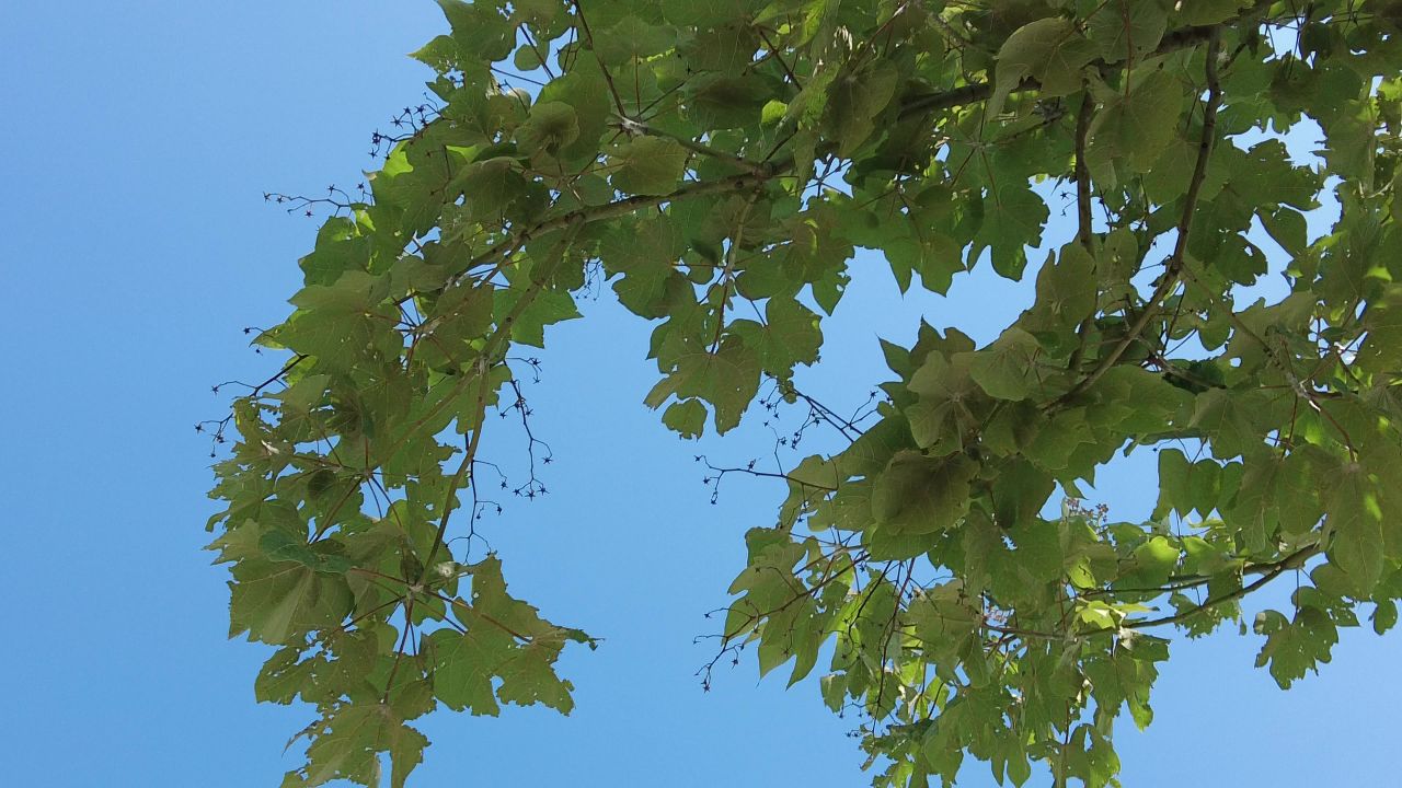 夏日参天大树法国梧桐实拍绿色植物 