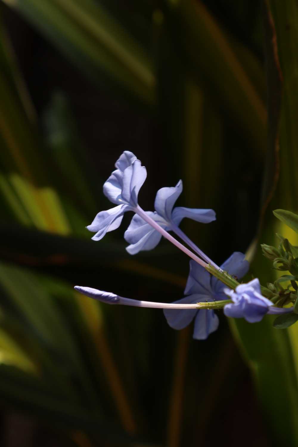 微距 花