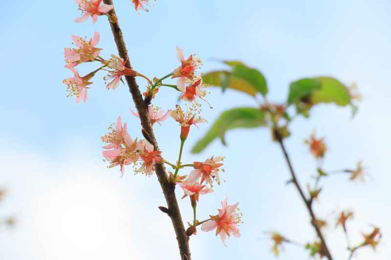 樱花