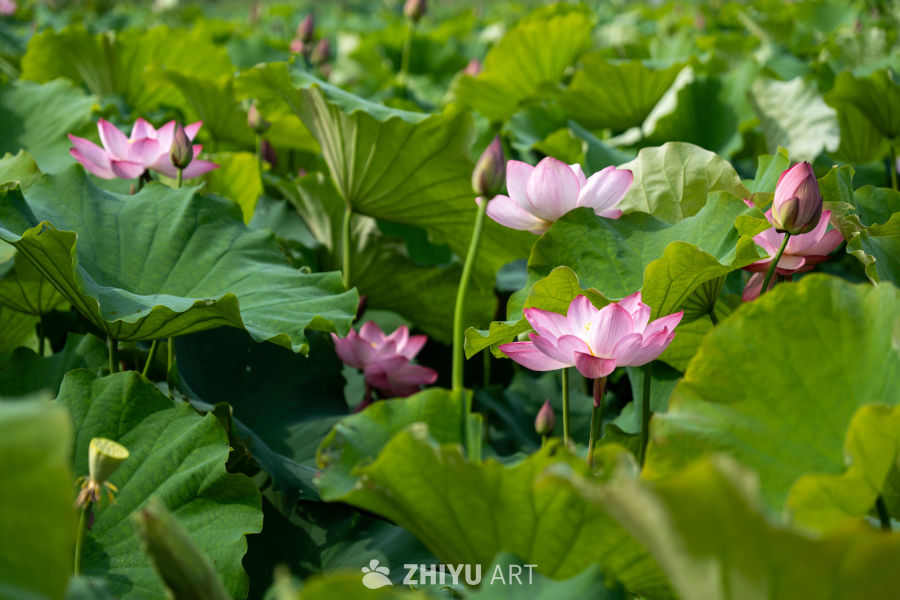 荷花 133