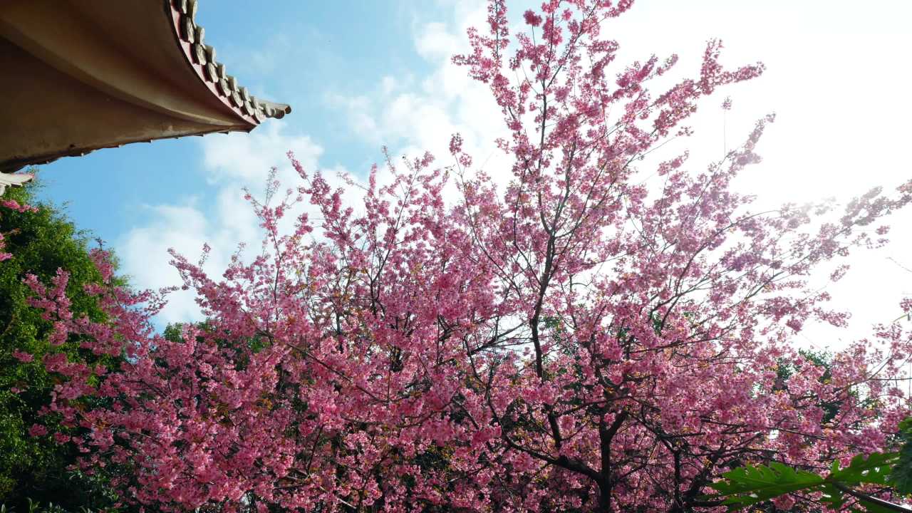 春日樱花盛开