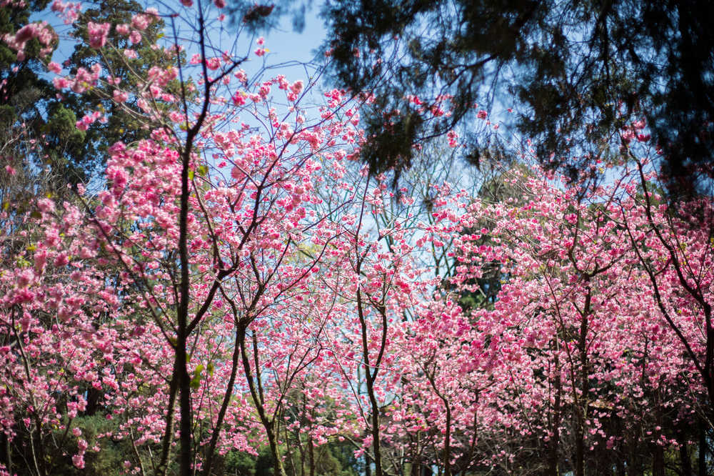 樱花遍野
