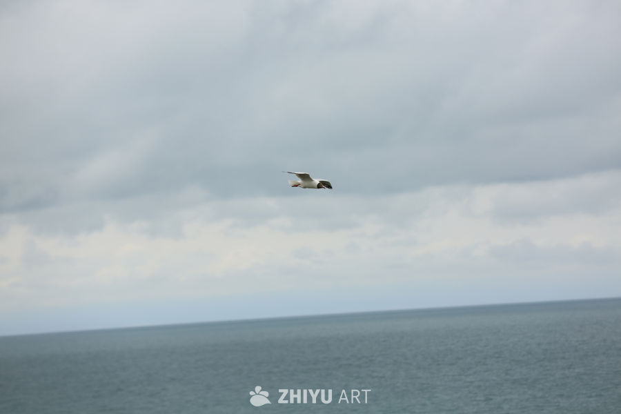 海鸥翱翔于天际