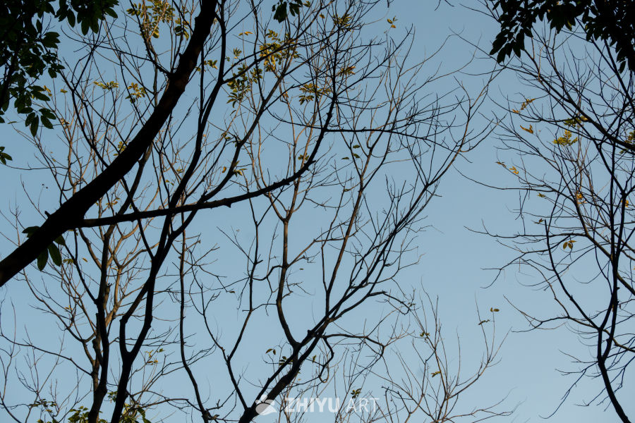 疏枝裁空，风过有痕