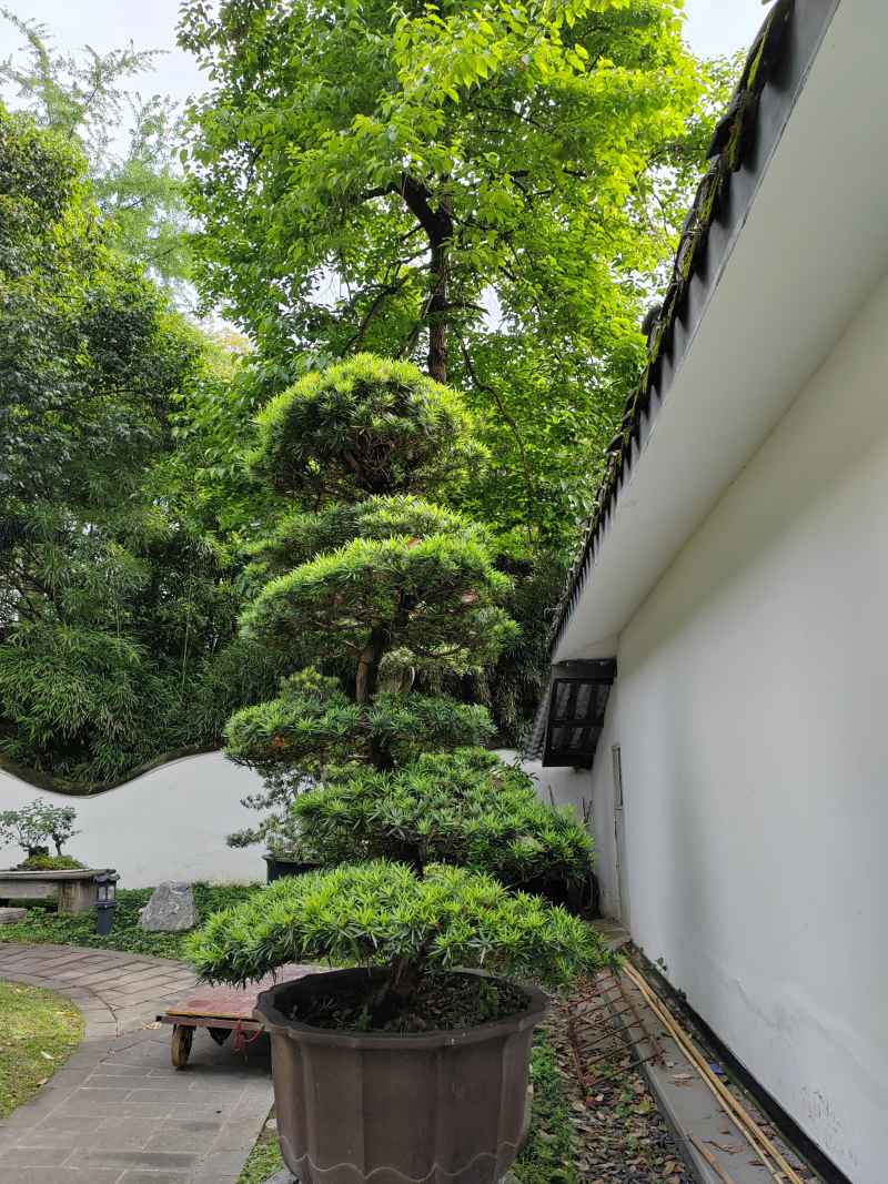 盆景