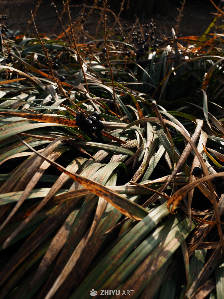 秋日植物的静谧之美