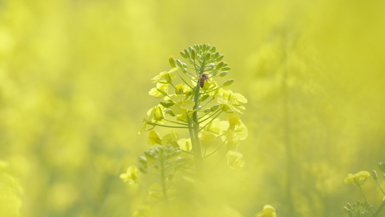 春天农村油菜花海蜜蜂采蜜 8