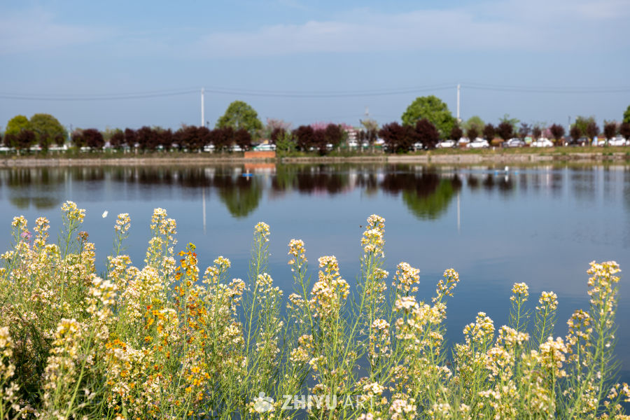 油菜花海 3